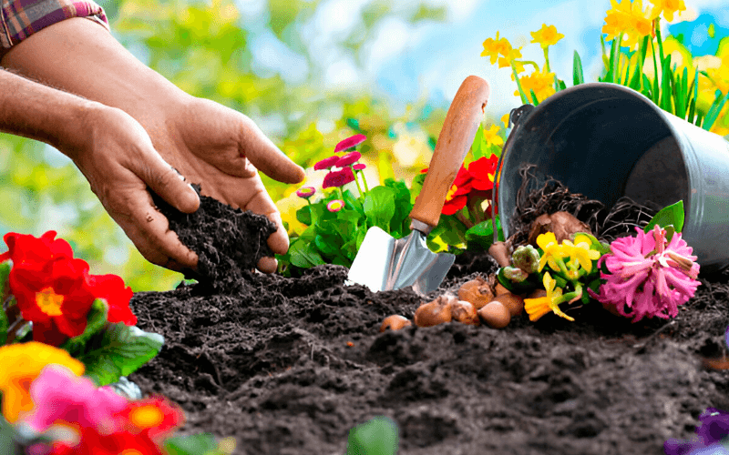 Colorful flower bed with blooming roses and native plants